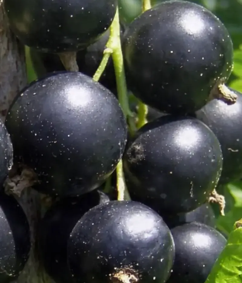 Schwarze Johannisbeere (Ribes nigrum) LENINGRADSKIJ VELIKAN - Tutifruti, s.r.o.