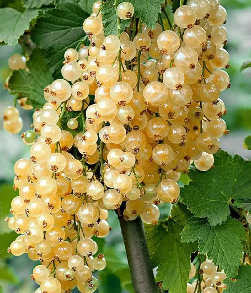 Weiße Johannisbeere (Ribes sativa) MARGARITAR - Tutifruti, s.r.o.