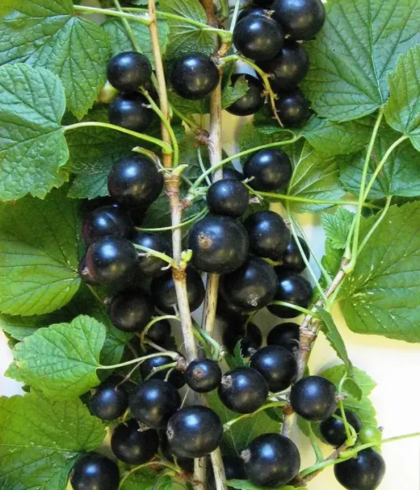 Schwarze Johannisbeere (Ribes nigrum) MINAI SHMYREV