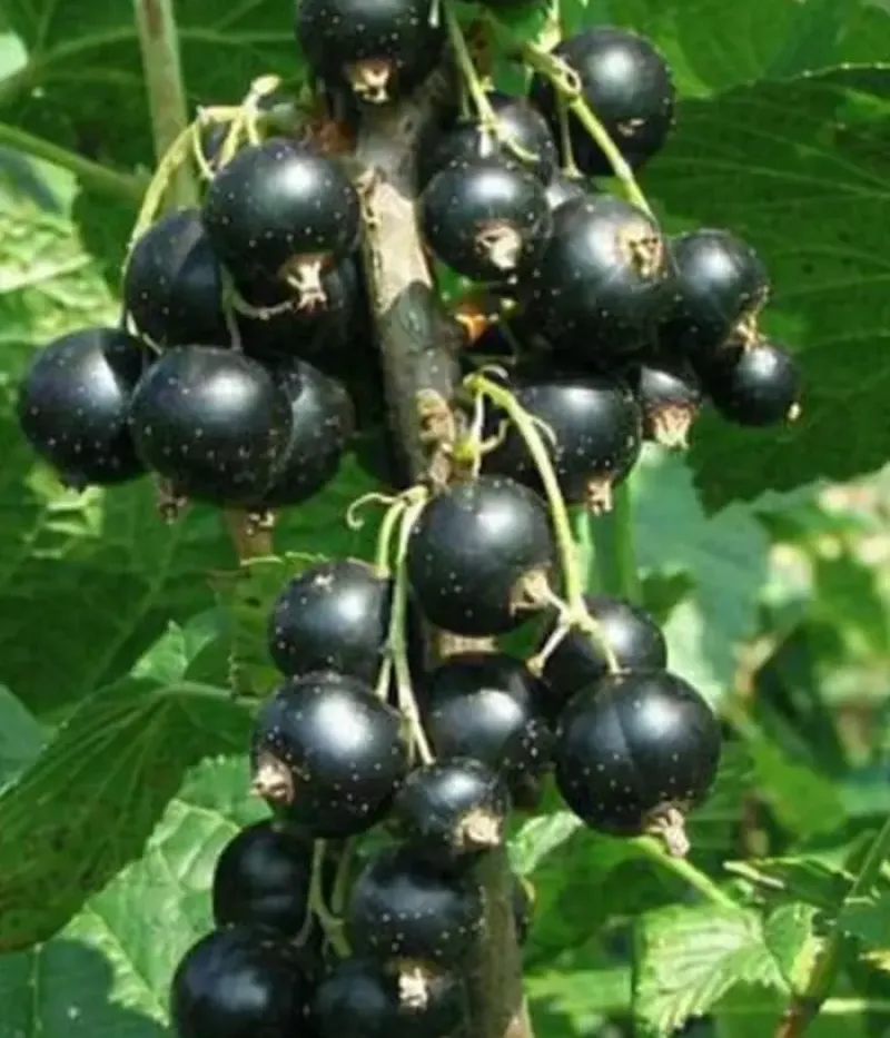 Black Currant (Ribes nigrum) NEGRE MARI - Tutifruti, s.r.o.