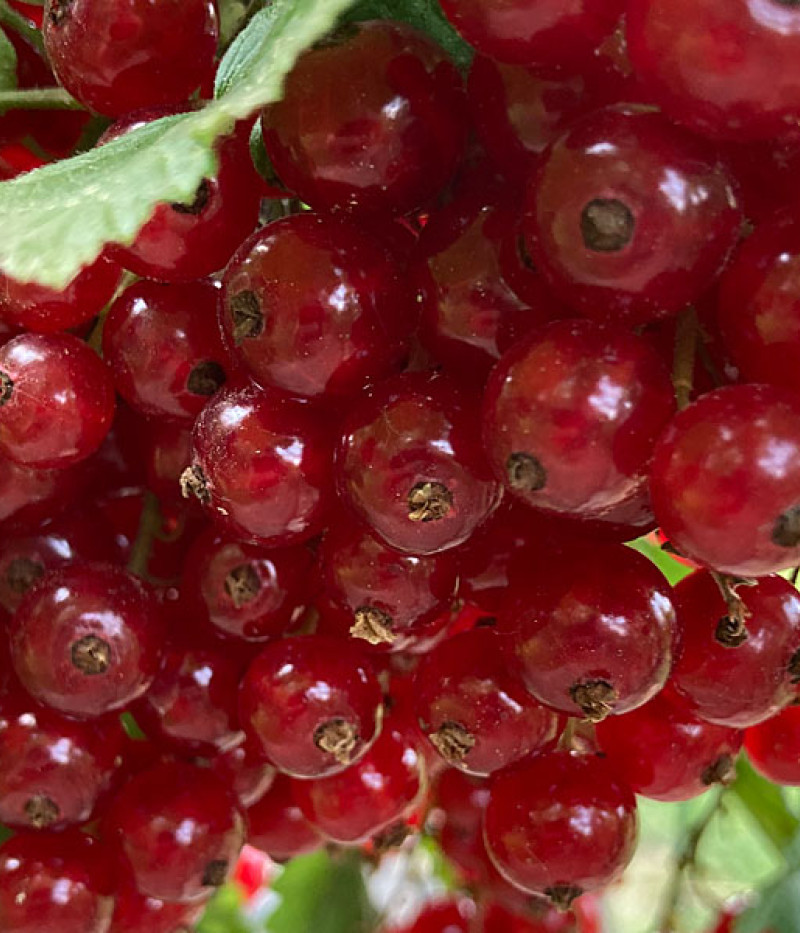 Rote Johannisbeere Strauch (Ribes rubrum) JONKHEER VAN TETS - Tutifruti SK