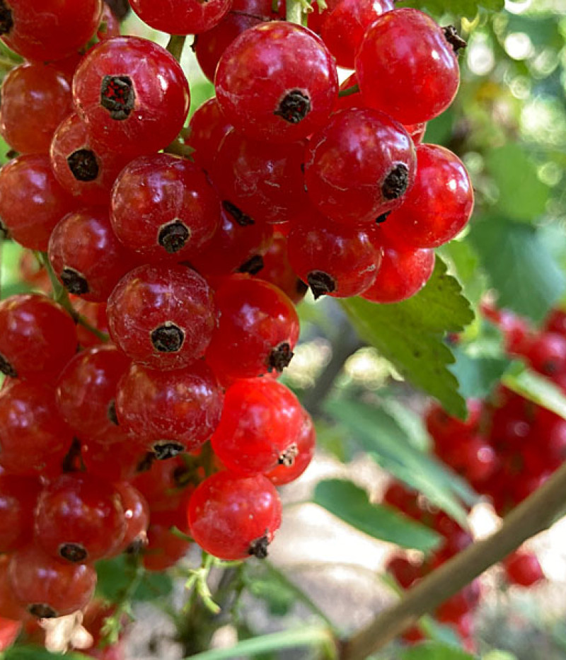 Rote Johannisbeere (Ribes rubrum) ROVADA (Baum) - Tutifruti, s.r.o.