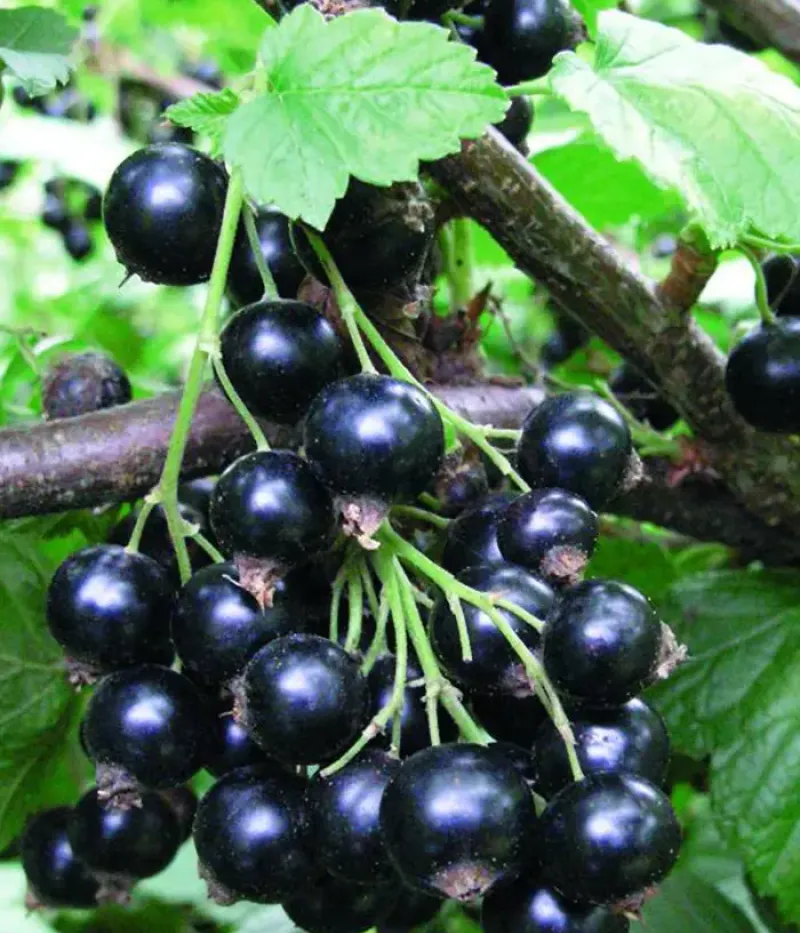 Black Currant (Ribes nigrum) SELEČENSKAJA - Tutifruti, s.r.o.