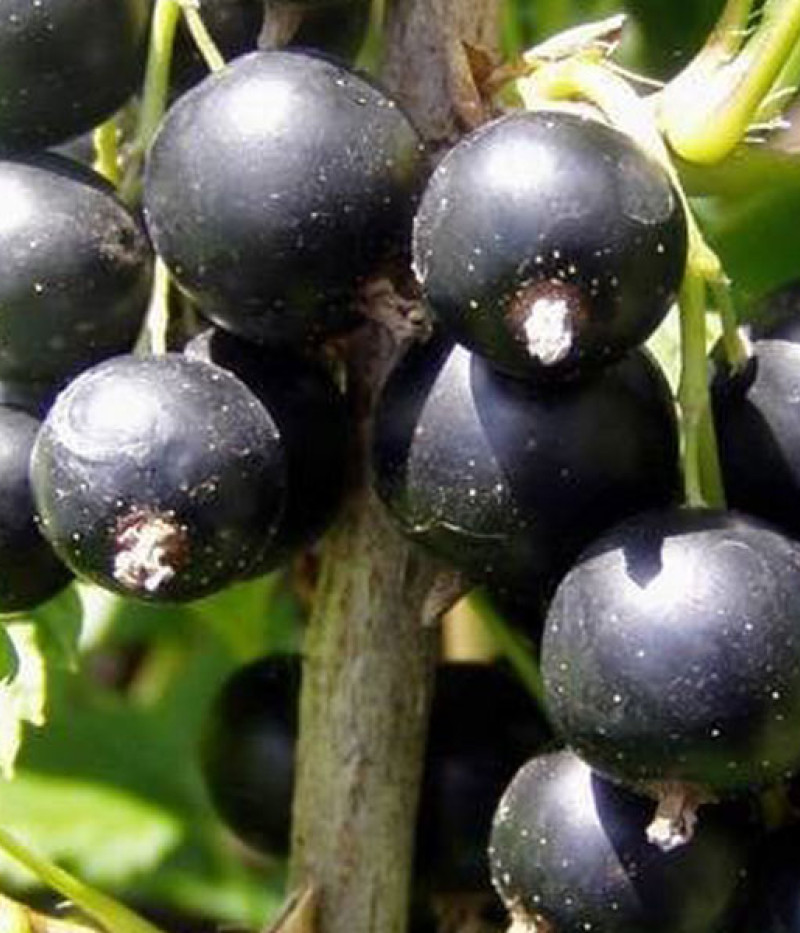 Black Currant TISEL (tree shape) - SK Matej Hornák