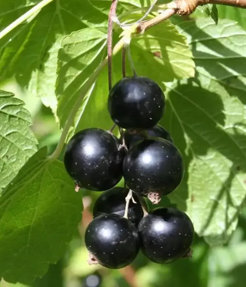 Schwarze Johannisbeere (Ribes nigrum) STORKLAS - Tutifruti, s.r.o.