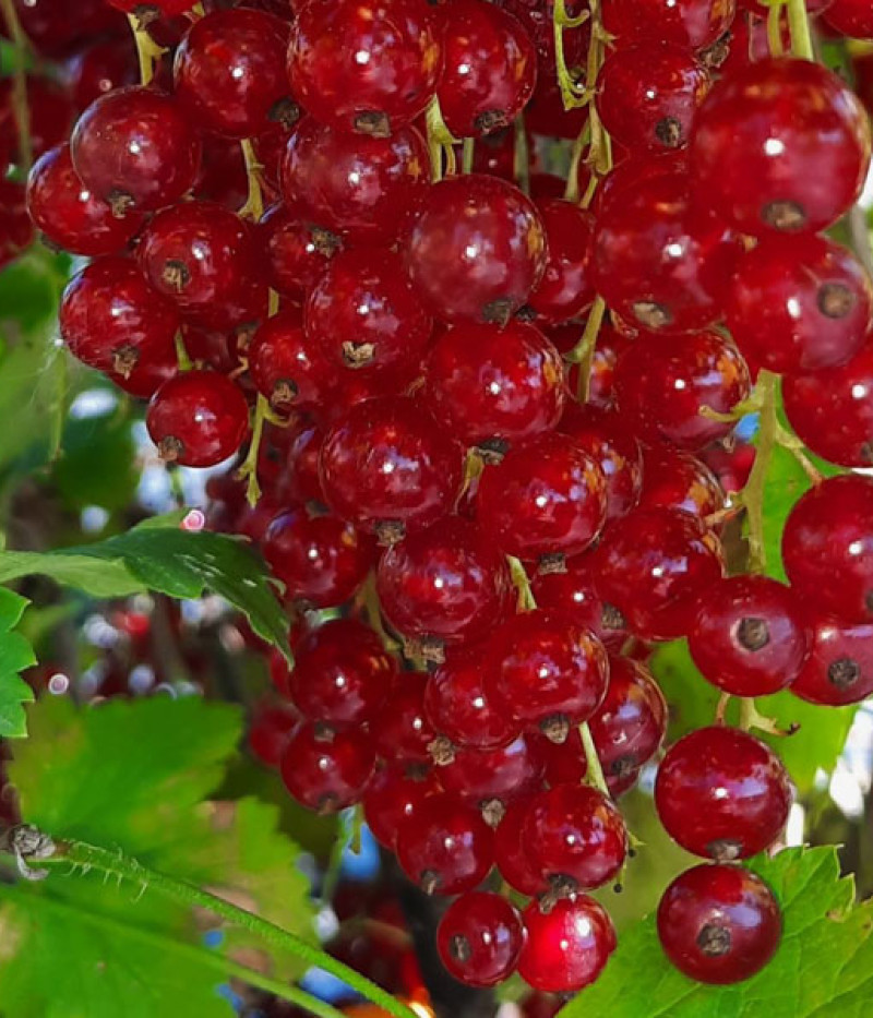Rote Johannisbeere Strauch (Ribes rubrum) SVJATOMICHAILIVSKA - Tutifruti SK
