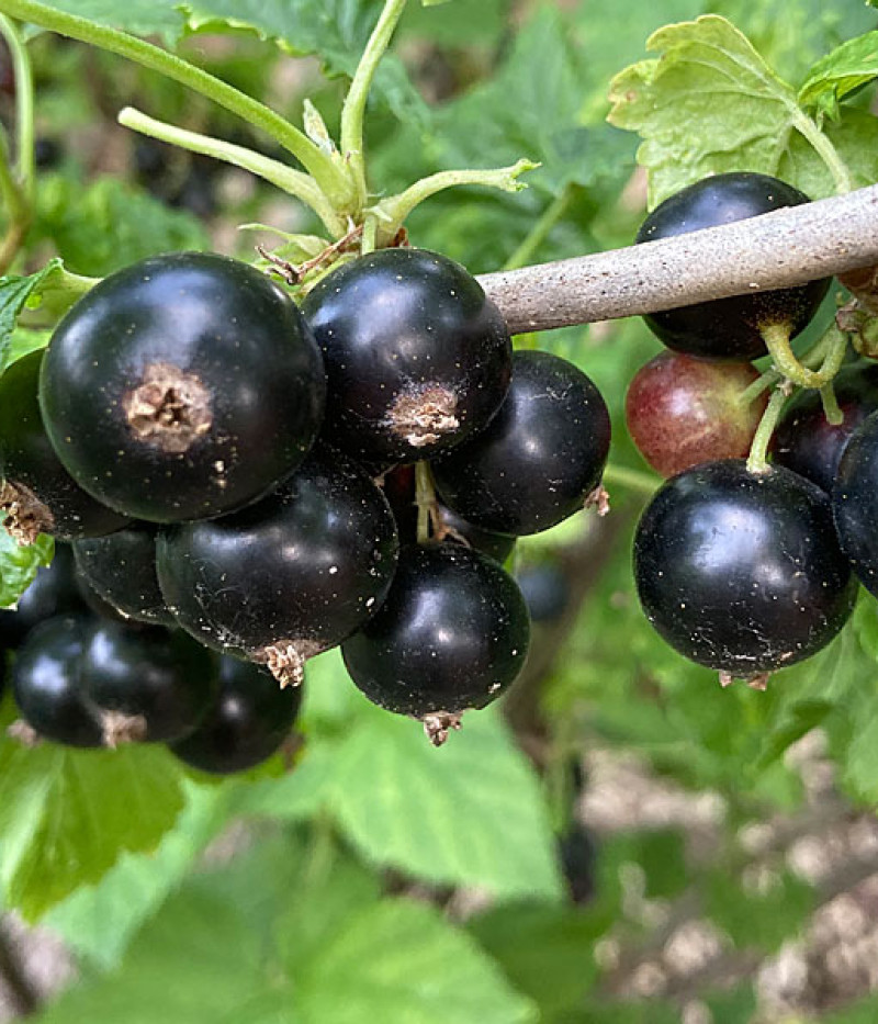 Schwarze Johannisbeere (Ribes nigrum) TITANIA (Strauch) - Tutifruti SK
