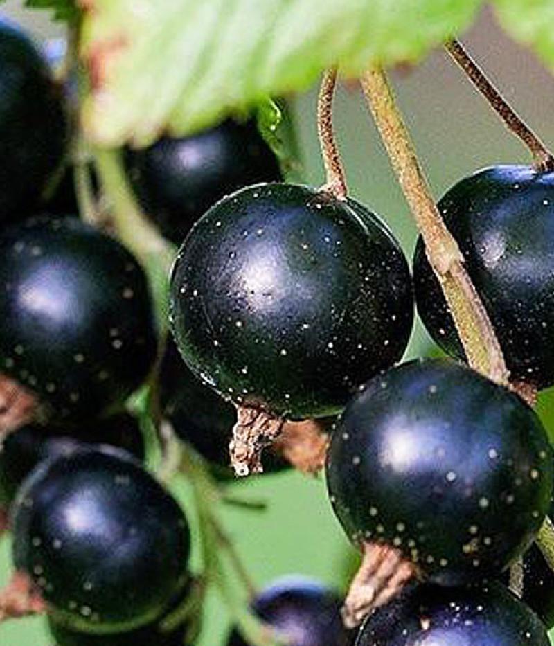 Schwarze Johannisbeere (Ribes nigrum) TITANIA (Strauch) - Tutifruti SK