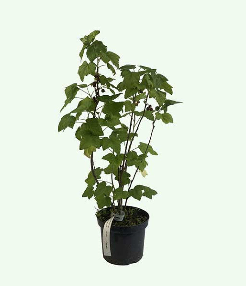 Schwarze Johannisbeere (Ribes nigrum) TITANIA (Strauch) - Tutifruti SK