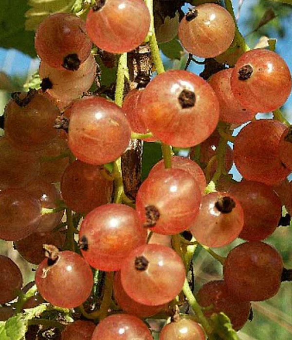 Rote Johannisbeeren
