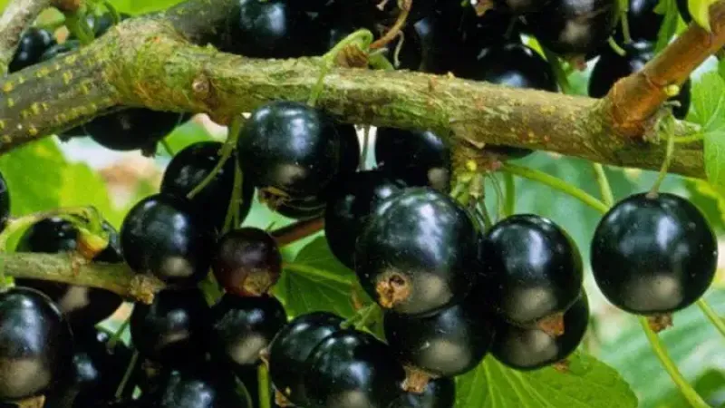 Der große Johannisbeeren-Ratgeber 2026: 12 Top-Sorten aus Europa