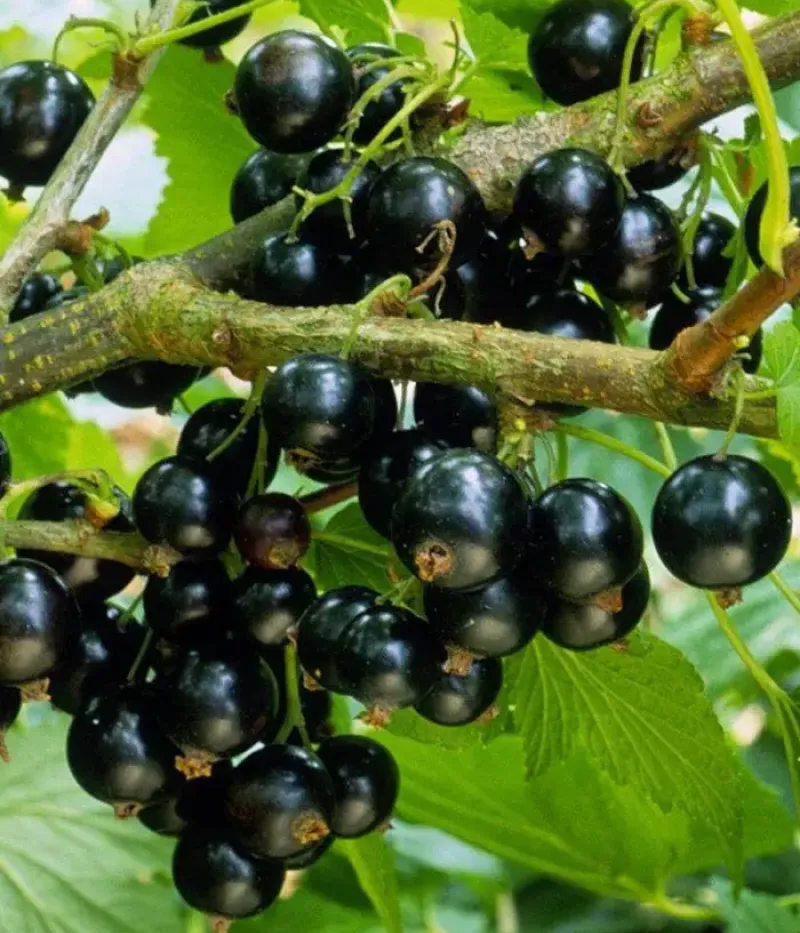 Black Currant (Ribes nigrum) VELOJ - Tutifruti, s.r.o.
