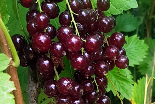 Die Johannisbeere „Vīksnes Sarkanās“: Analyse des Ertrags, des Geschmacks und warum sie ein Juwel für Gärtner ist