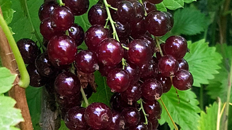 Die Johannisbeere „Vīksnes Sarkanās“: Analyse des Ertrags, des Geschmacks und warum sie ein Juwel für Gärtner ist