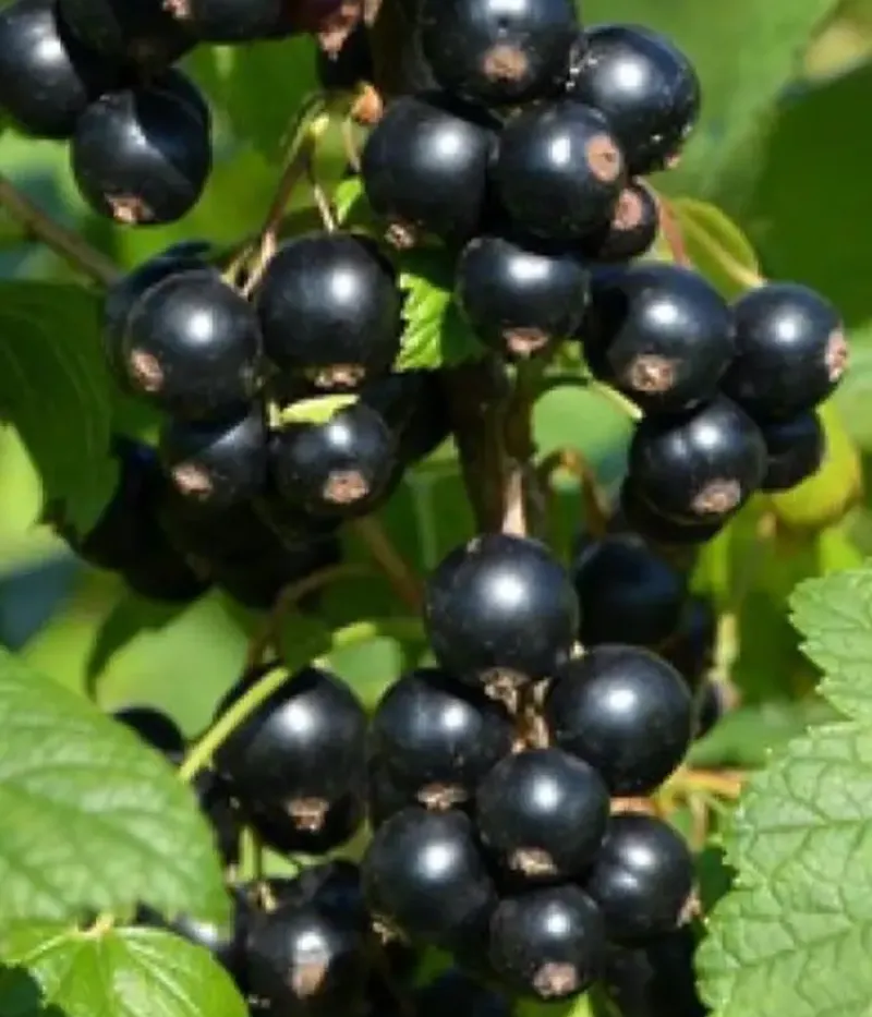 Black Currant (Ribes nigrum) ZAGADKA - Tutifruti, s.r.o.