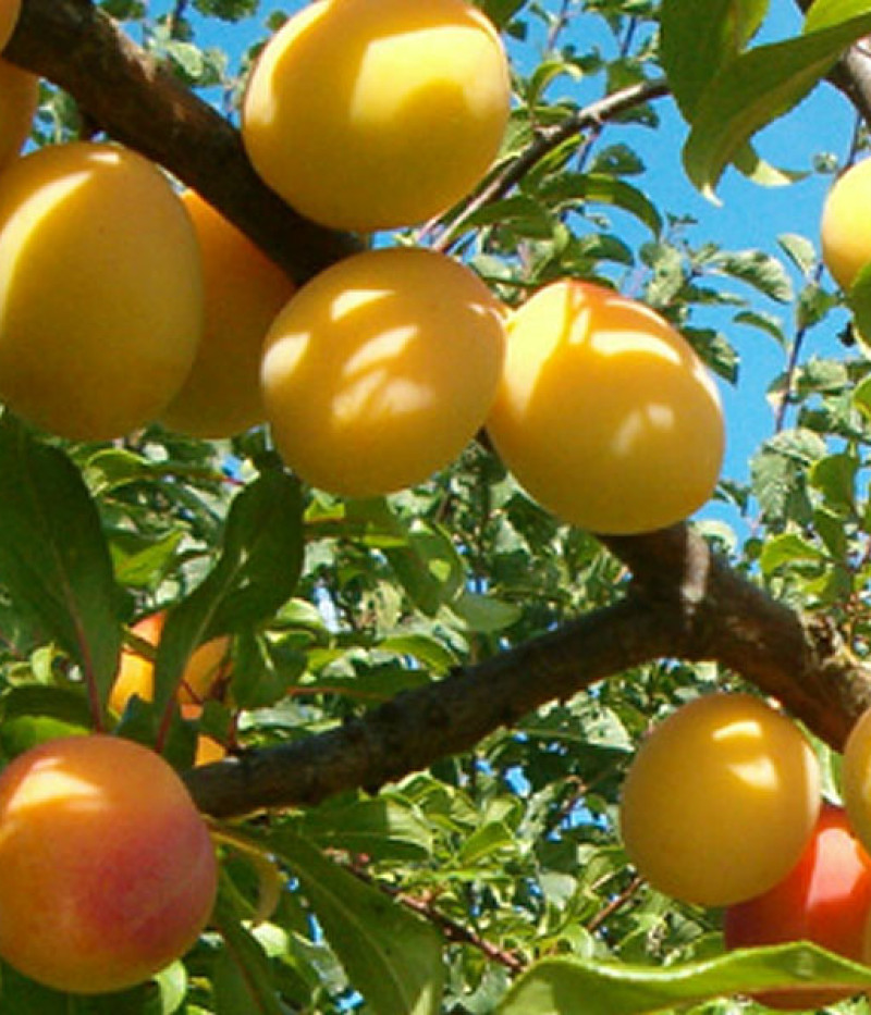 Hybridpflaume (Prunus sp.) ALVIS - Tutifruti, s.r.o. (SK)