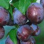 Pflaumenbaum (Prunus domestica) AMERS