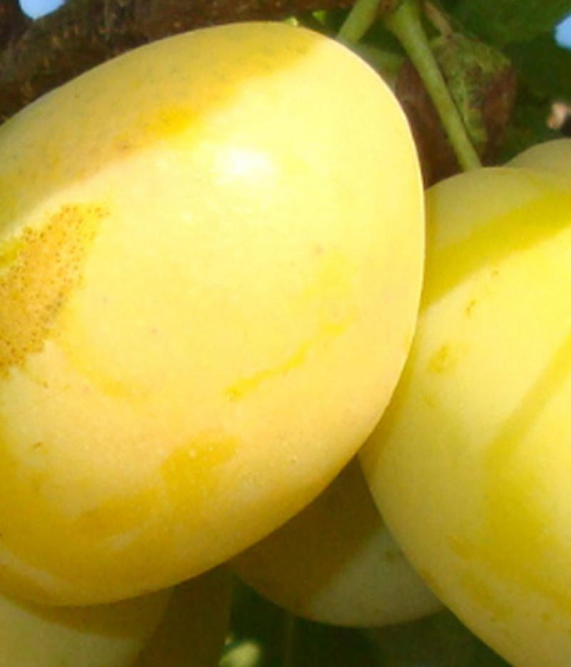 Pflaume (Prunus domestica) ANCE - Tutifruti, s.r.o. (SK)