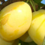 Slivka (Prunus domestica) ANCE