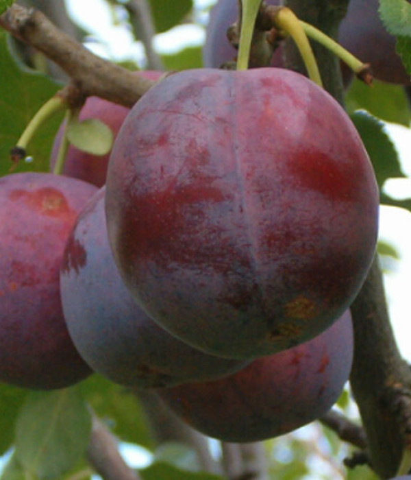 Hybridpflaume (Prunus sp.) MINJONA
