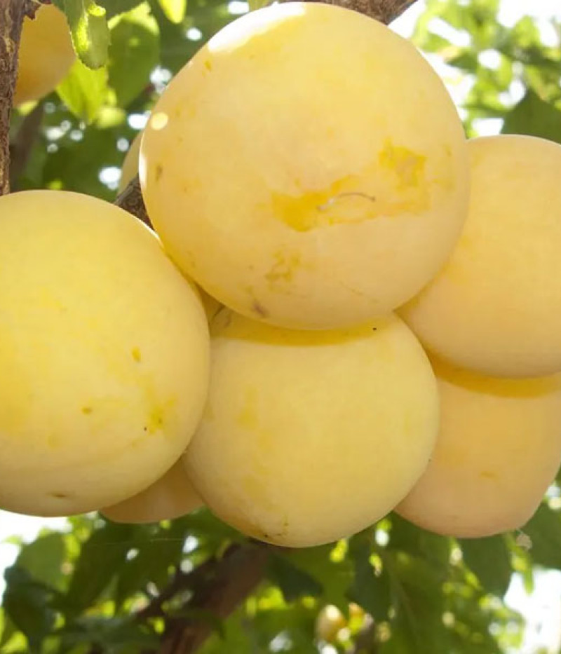 Japanese plum (Prunus salicina) SHIRO - Tutifruti SK