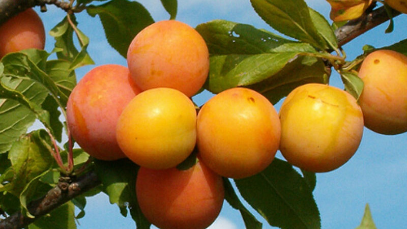 Überleben und Fruchten: 9 außergewöhnliche nordische Pflaumen für extreme Bedingungen