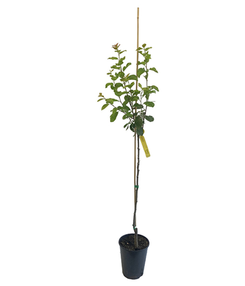 Slivka (Prunus domestica) WEGIERKA ZWYKLA - Tutifruti SK