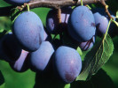 Plum (Prunus domestica) WEGIERKA DABROWICKA - Tutifruti SK Plum (Prunus domestica) WEGIERKA DABROWICKA - Tutifruti SK
