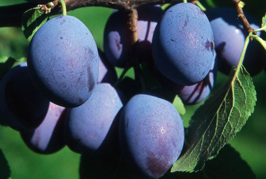 Die Hauspflaume: Von der Botanik der Unterarten zur Präzisionsernährung