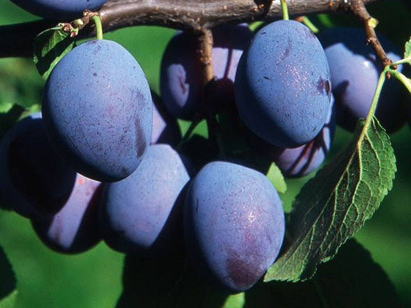 Plum (Prunus domestica) WEGIERKA DABROWICKA - Tutifruti SK Plum (Prunus domestica) WEGIERKA DABROWICKA - Tutifruti SK