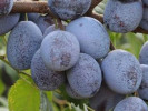 Plum  (Prunus domestica) WEGIERKA ZWYKLA - Tutifruti SK