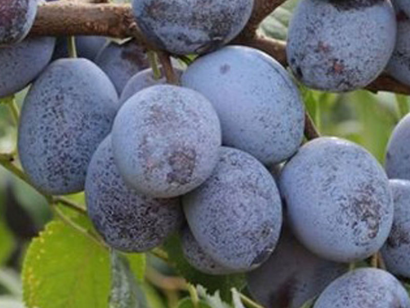 Plum  (Prunus domestica) WEGIERKA ZWYKLA - Tutifruti SK