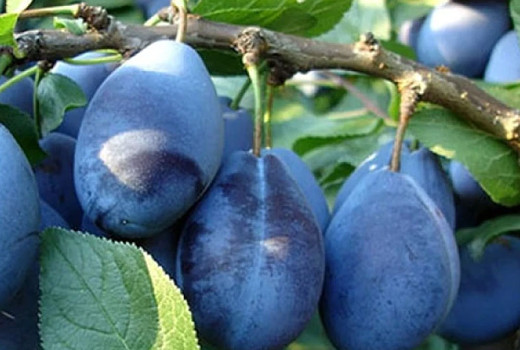 Ein Stammbaum voller Farben und Aromen: Die faszinierende Welt der Unterarten der Pflaume (Prunus domestica)
