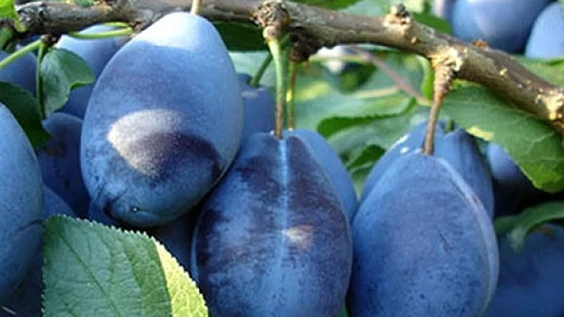 A Family Tree Full of Colors and Flavors: The Fascinating World of Domestic Plum (Prunus domestica) Subspecies