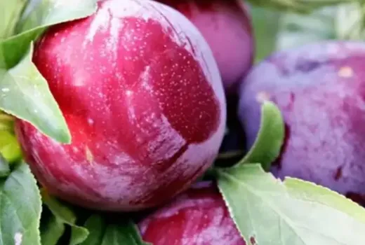 Pflaumen zum Dörren und Genießen: Vergleich von 'Agent', 'Aleksona' und 'Andreea'