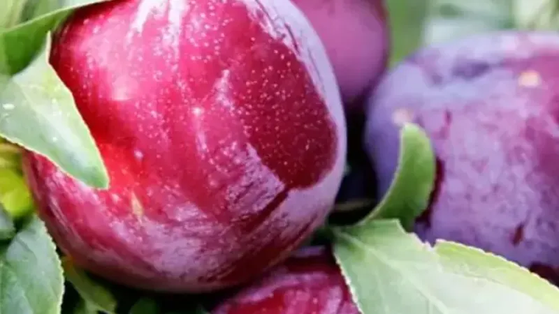 Pflaumen zum Dörren und Genießen: Vergleich von 'Agent', 'Aleksona' und 'Andreea'