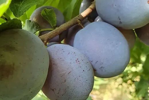 Neue Pflaumensorten für das Jahr 2026: Centenar, Agent und Diana (rumänische Auswahl)