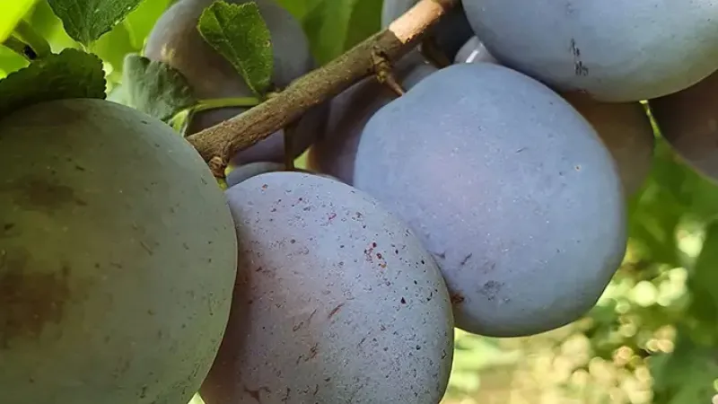 Neue Pflaumensorten für das Jahr 2026: Centenar, Agent und Diana (rumänische Auswahl)