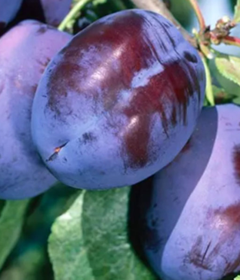 Säulenpflaume (Prunus domestica) IMPERIAL - Tutifruti SK