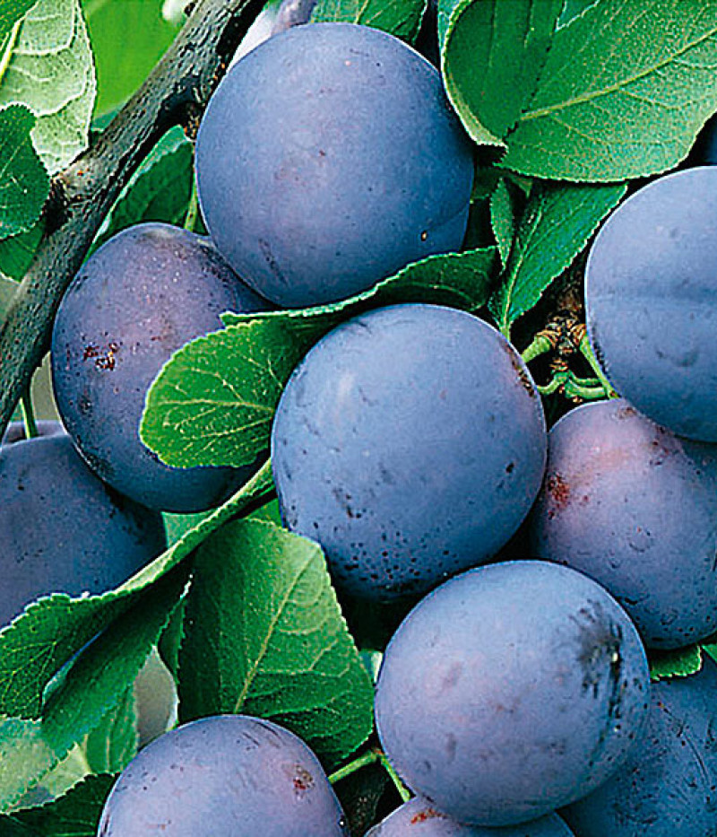 Plum  (Prunus domestica) HERMAN - Tutifruti SK