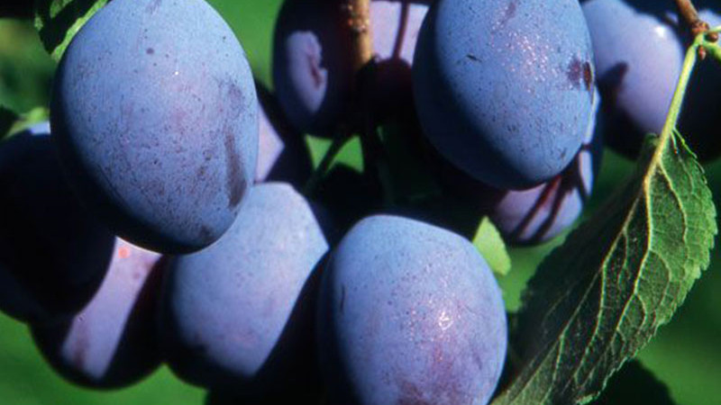 Russische Pflaume: Die Geschichte der Entstehung einer unzerstörbaren Frucht