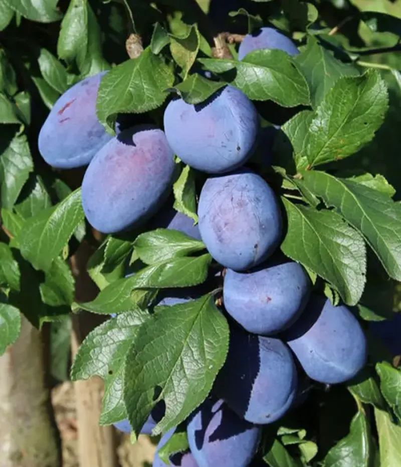 Pflaume (Prunus domestica) JOGANATA - Tutifruti, s.r.o.