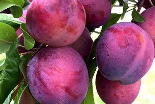 Diese widerstandsfähigen Containerpflaumen bringen eine Ernte, die Zeit und Geld spart