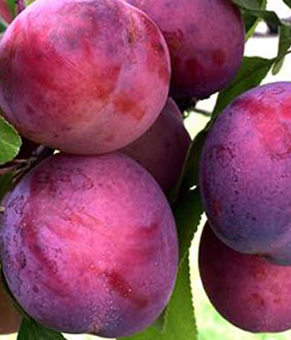 Hybrid plum KOMETA
