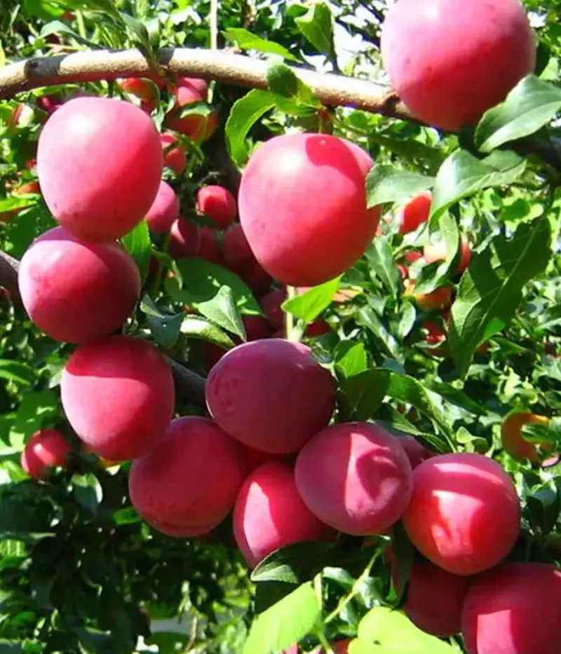 Hybridpflaume (Prunus sp.) KUBANSKAYA KOMETA - Tutifruti, s.r.o.