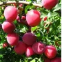 Hybridná slivka (Prunus sp.) KUBANSKAYA KOMETA