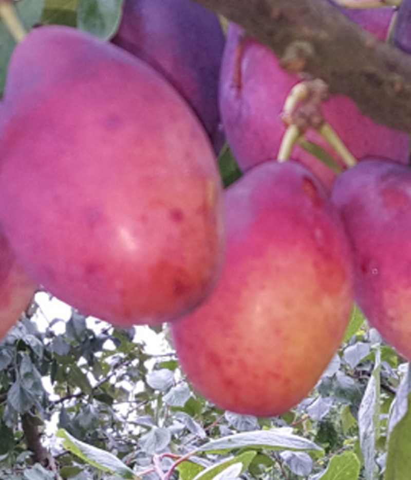 Pflaume (Prunus domestica) LAINE - Tutifruti, s.r.o. (SK)