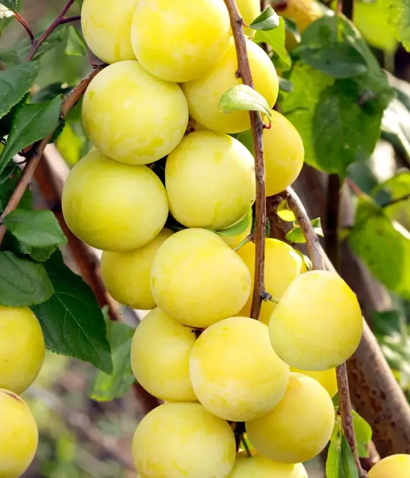 Hybridpflaume (Prunus sp.) MARA - Tutifruti, s.r.o.