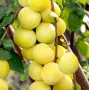 Hybrid plum (Prunus sp.) MARA