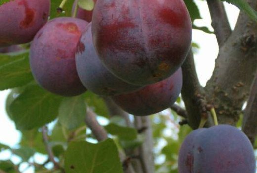 Analyse lettischer Pflaumen: Profile der Sorten Laine, Alvis und Minjona | Blog